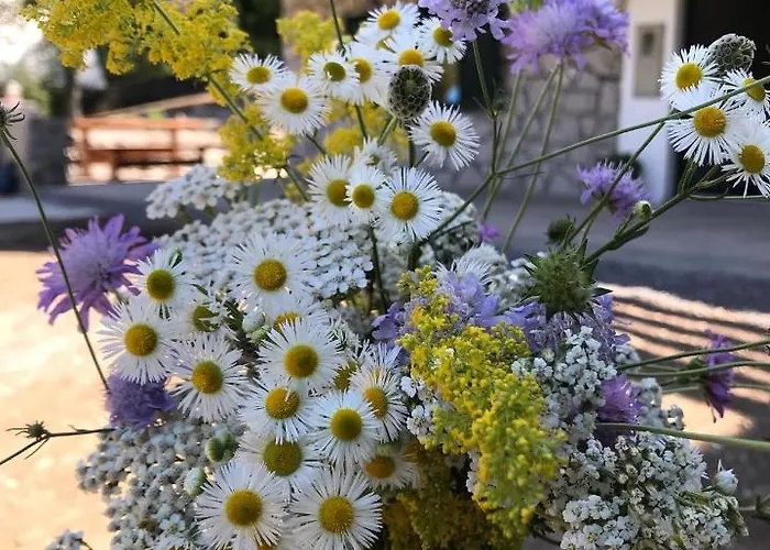 Sanmari_forest Brvnara Ledenice